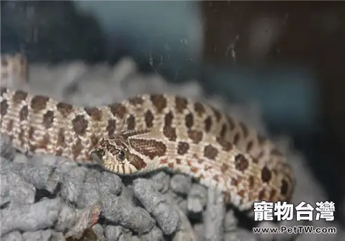 豬鼻蛇的形態特徵(1圖)-寵物台灣