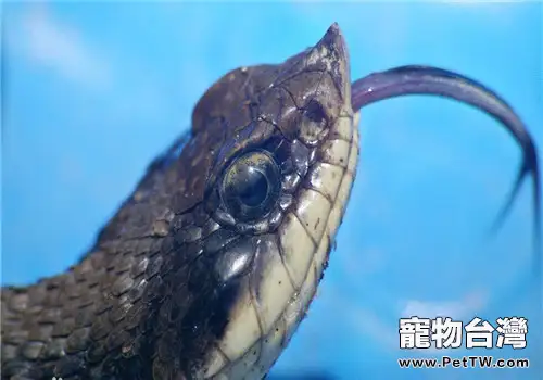 豬鼻蛇的生活環境(1圖)-寵物台灣