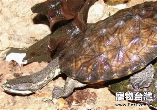 南美蛇頸龜的護理知識