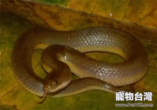 中國水蛇的品種簡介