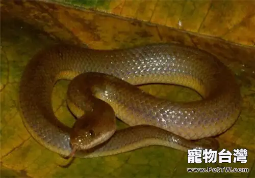 中國水蛇的品種簡介(1圖)-寵物台灣