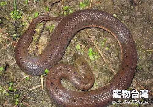 中國水蛇的形態特徵