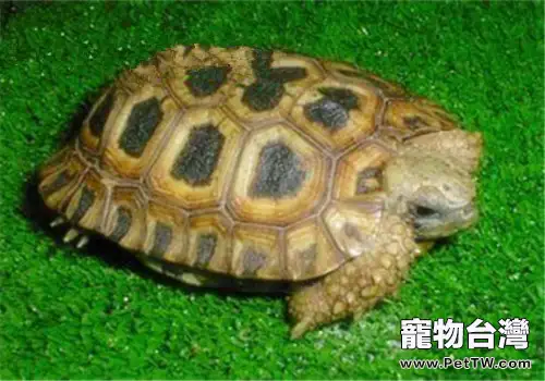 納塔爾折背陸龜的護理知識(1圖)-寵物台灣