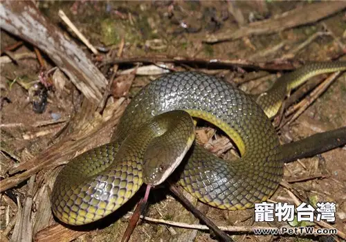 中國水蛇的生活環境