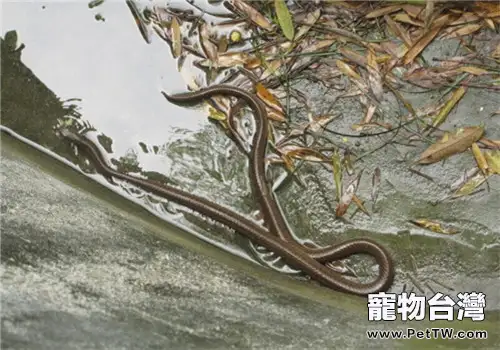 中國水蛇的飼養知識