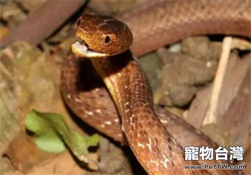 紫砂蛇的品種簡介(1圖)-寵物台灣