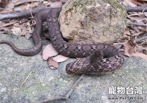 紫砂蛇的生活環境(1圖)-寵物台灣
