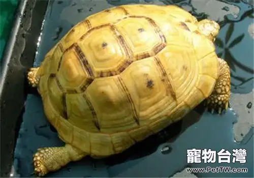 歐洲陸龜的護理知識(1圖)-寵物台灣
