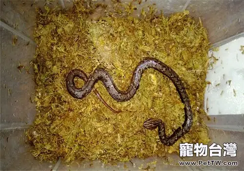 紫砂蛇的飼養知識(1圖)-寵物台灣