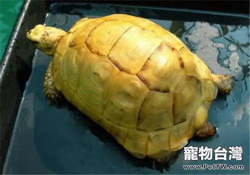歐洲陸龜的生活環境(1圖)-寵物台灣