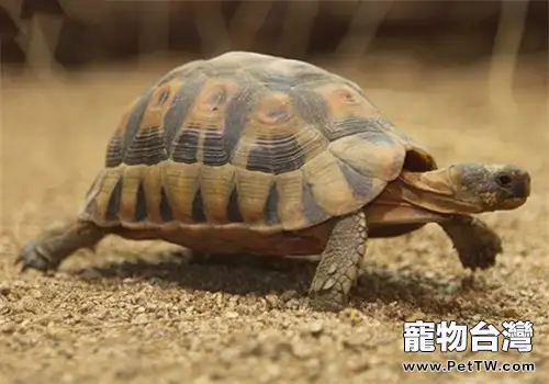 歐洲陸龜的飼養要點(1圖)-寵物台灣