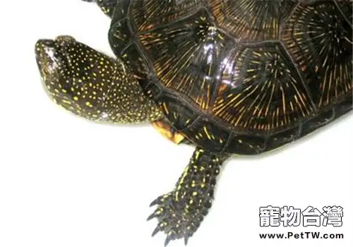 歐洲澤龜的品種簡介