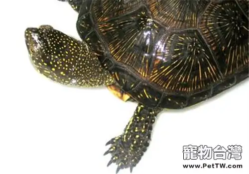 歐洲澤龜的品種簡介(1圖)-寵物台灣