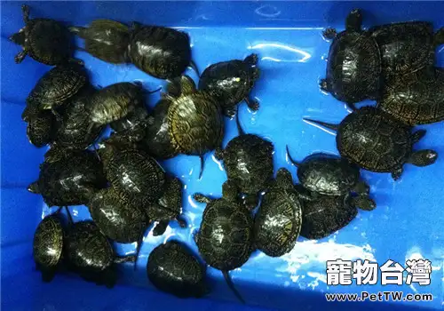 歐洲澤龜的外觀特徵(1圖)-寵物台灣