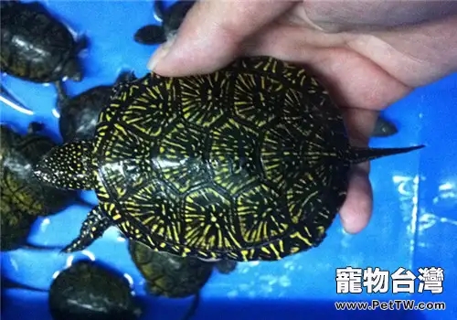 歐洲澤龜的護理知識(1圖)-寵物台灣