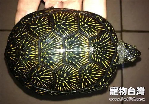 歐洲澤龜的生活環境(1圖)-寵物台灣