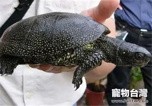 歐洲澤龜的飼養要點(1圖)-寵物台灣