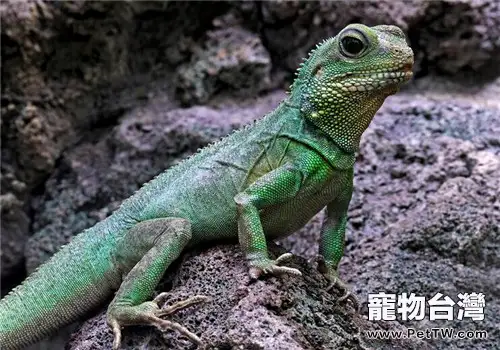 中國水龍的品種簡介(1圖)-寵物台灣