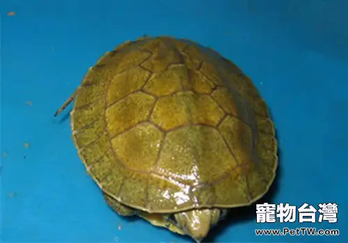 潘氏閉殼龜的品種簡介