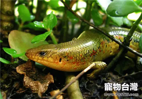 中華石龍子的品種簡介(1圖)-寵物台灣