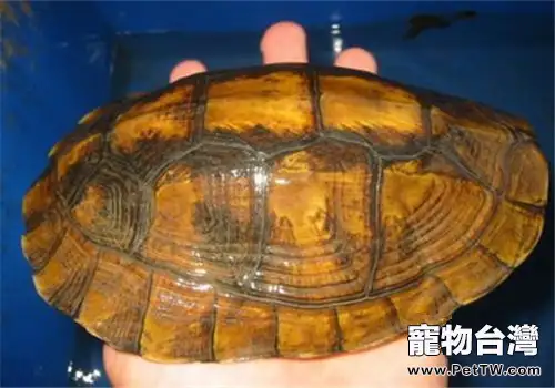 潘氏閉殼龜的外觀特徵