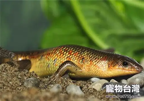 中華石龍子的飼養知識