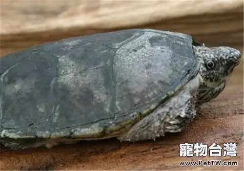 平背麝香龜的品種簡介(1圖)-寵物台灣