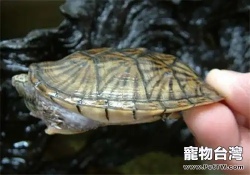 平背麝香龜的外觀特徵