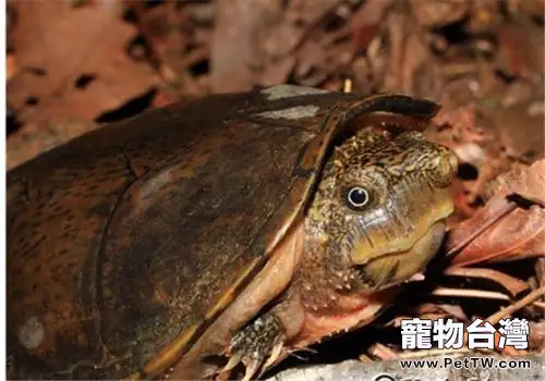 平背麝香龜的護理知識