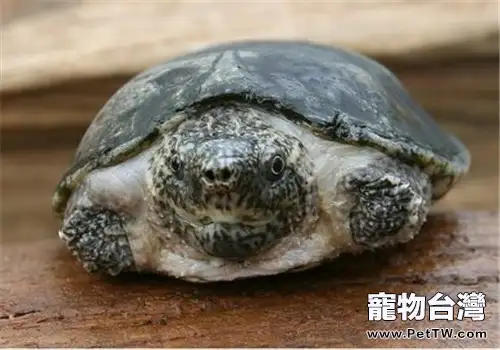平背麝香龜的生活環境(1圖)-寵物台灣