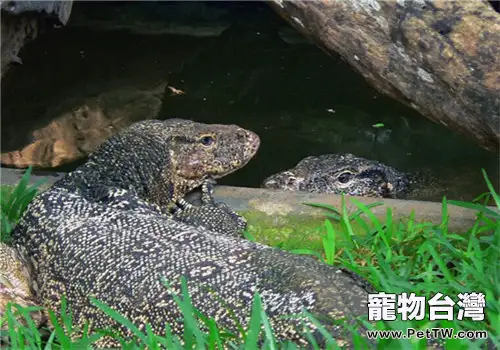 澤巨蜥的飼養知識