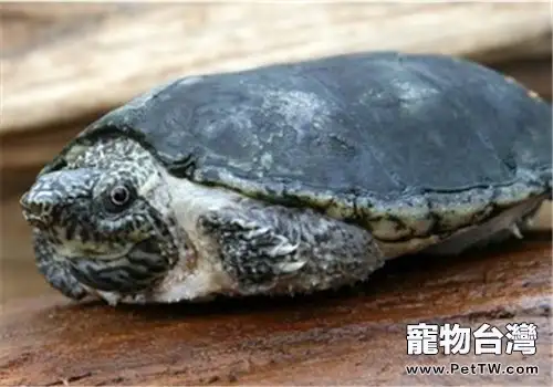 平背麝香龜的飼養要點