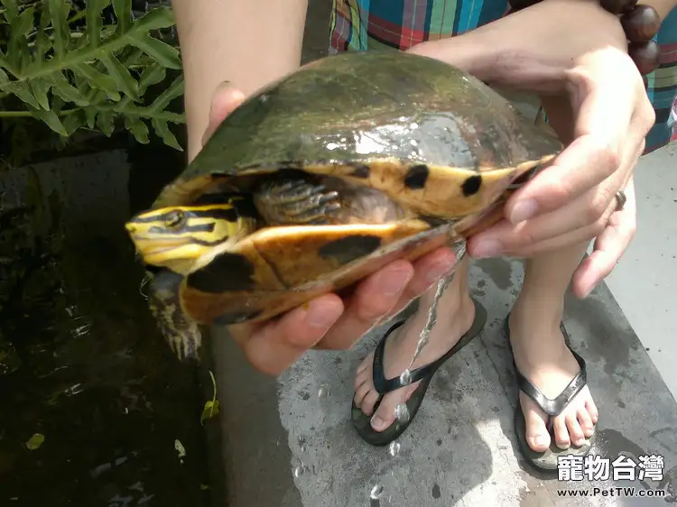 關於觀賞龜的飼養和產卵量(1圖)-寵物台灣