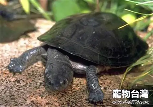 裙邊龜的品種簡介(1圖)-寵物台灣
