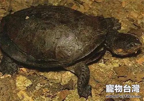 裙邊龜的外觀特徵(1圖)-寵物台灣
