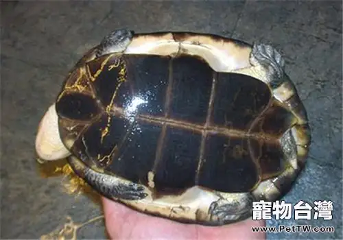 裙邊龜的護理知識(1圖)-寵物台灣