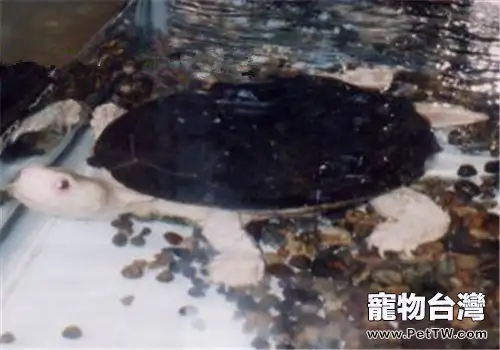 裙邊龜的生活環境(1圖)-寵物台灣