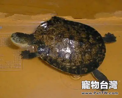 裙邊龜的飼養要點(1圖)-寵物台灣