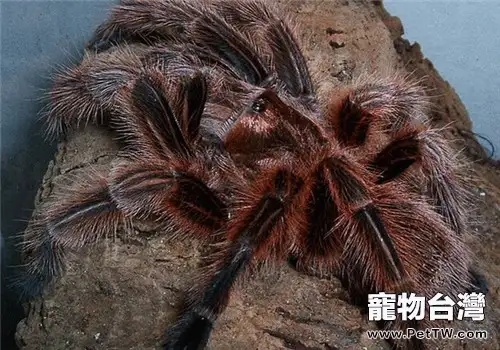 智利火玫瑰的飼養知識(1圖)-寵物台灣