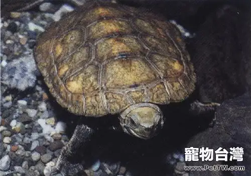 日本石龜的護理知識