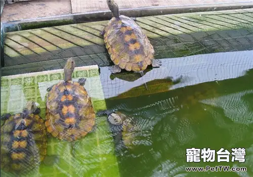 日本石龜的生活環境