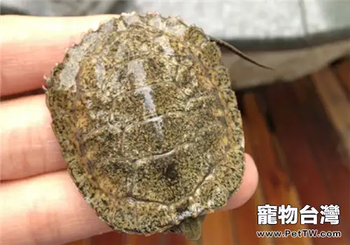 日本石龜的飼養要點