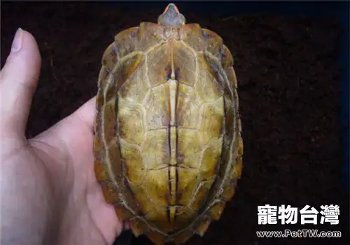 日本地龜的品種簡介