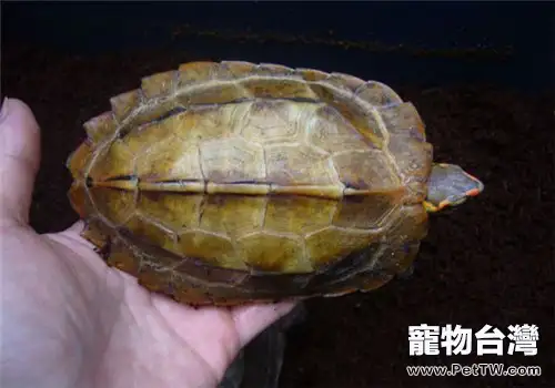 日本地龜的外觀特徵