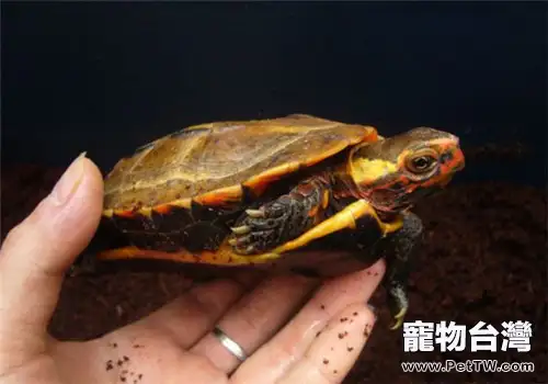 日本地龜的飼養環境