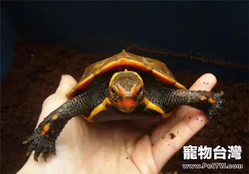 日本地龜的飼養要點