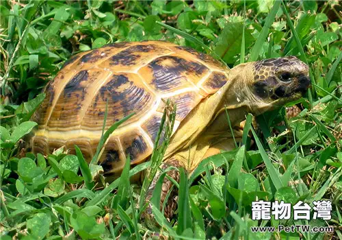 四爪陸龜的品種簡介(1圖)-寵物台灣