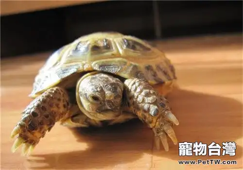 四爪陸龜的形態特徵(1圖)-寵物台灣