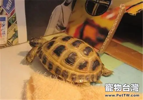 四爪陸龜的護理知識(1圖)-寵物台灣