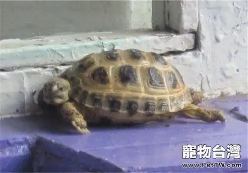 四爪陸龜的生活環境(1圖)-寵物台灣